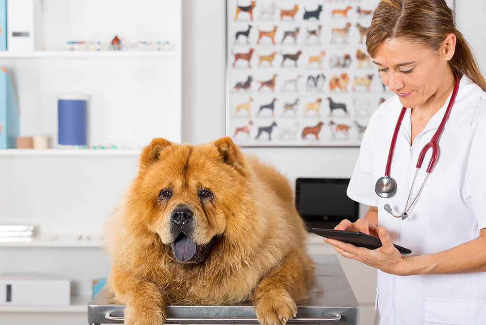 W3ERP - O que aprender sobre gestão de clínicas veterinárias